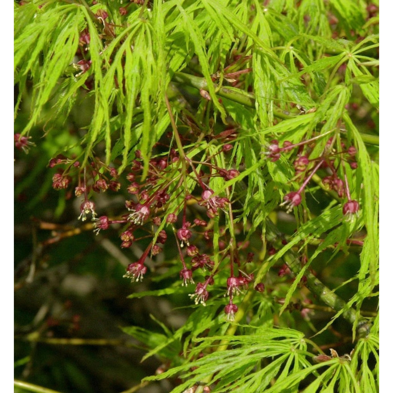 Hochstamm Grüner Schlitz Ahorn 80-100cm - Acer palmatum günstig online kaufen