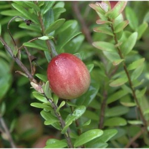 Großfrüchtige Moosbeere Big Pearl (Vaccinium macrocarpon) mit roter Frucht.