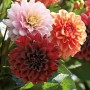 Dahlien-Kollektion Mystic Summer von GROW by OBI mit Blüten in Dunkellila, Rosa und Weiß/Rot.
