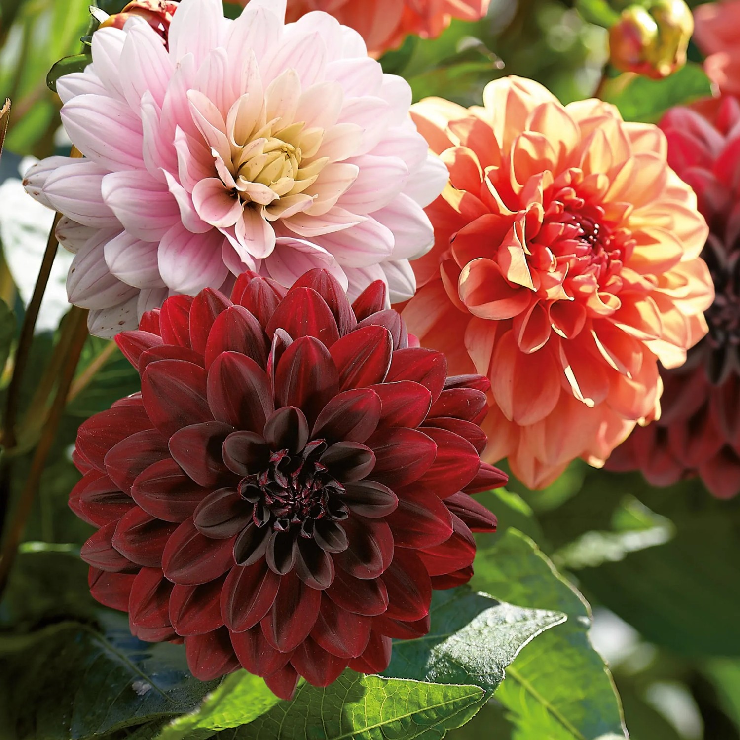 Dahlien-Kollektion Mystic Summer von GROW by OBI mit Blüten in Dunkellila, Rosa und Weiß/Rot.