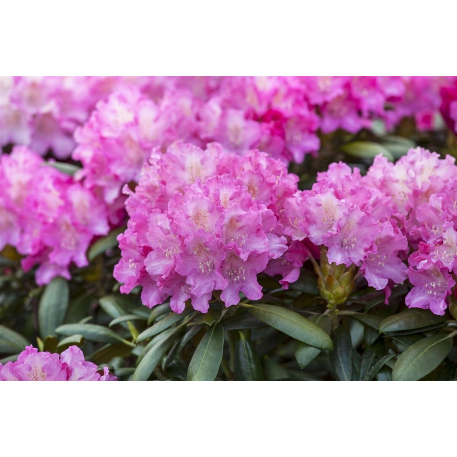 Rhododendron Hybr. Anastasia Rhododendron Rosa Blüten 30–40 cm günstig online kaufen