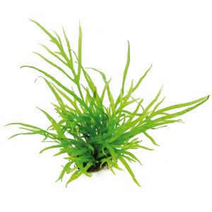 Dennerle Aquariumpflanze Microsorum Pteropus Trident, filigrane Wasserpflanze für Aquarien.