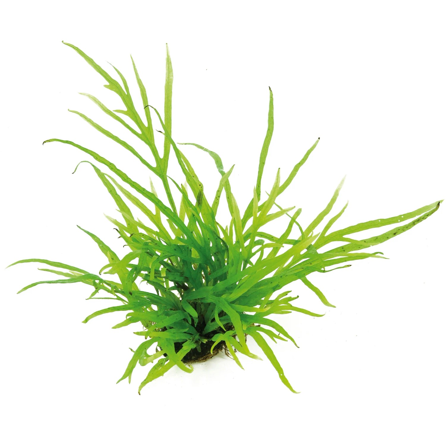 Dennerle Plants Aquariumpflanze Microsorum Pteropus Trident
