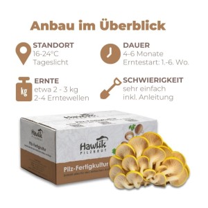 Hawlik Pilzbrut Kleine Bio Limonenpilz-Kultur zum Pilze Züchten Komplettset für Pilzzucht Zuhause