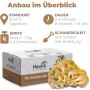 Hawlik Pilzbrut Kleine Bio Limonenpilz-Kultur zum Pilze Züchten Komplettset für Pilzzucht Zuhause_2