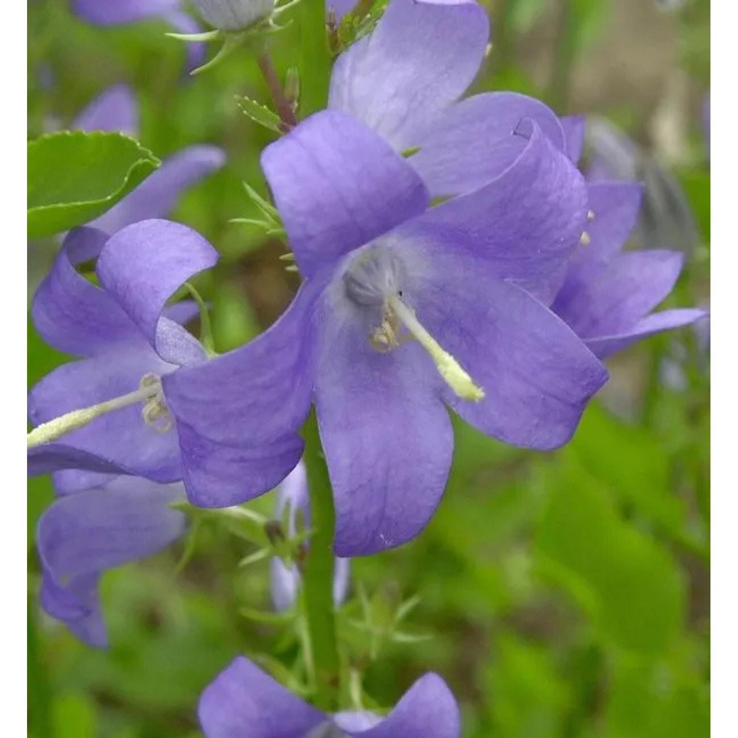 Pyramiden Glockenblume - Campanula pyramidalis