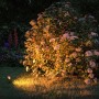 Paulmann LED-Gartenstrahler Sting Plug & Shine (3er-Set) beleuchtet Busch in warmem, insektenfreundlichem Licht.