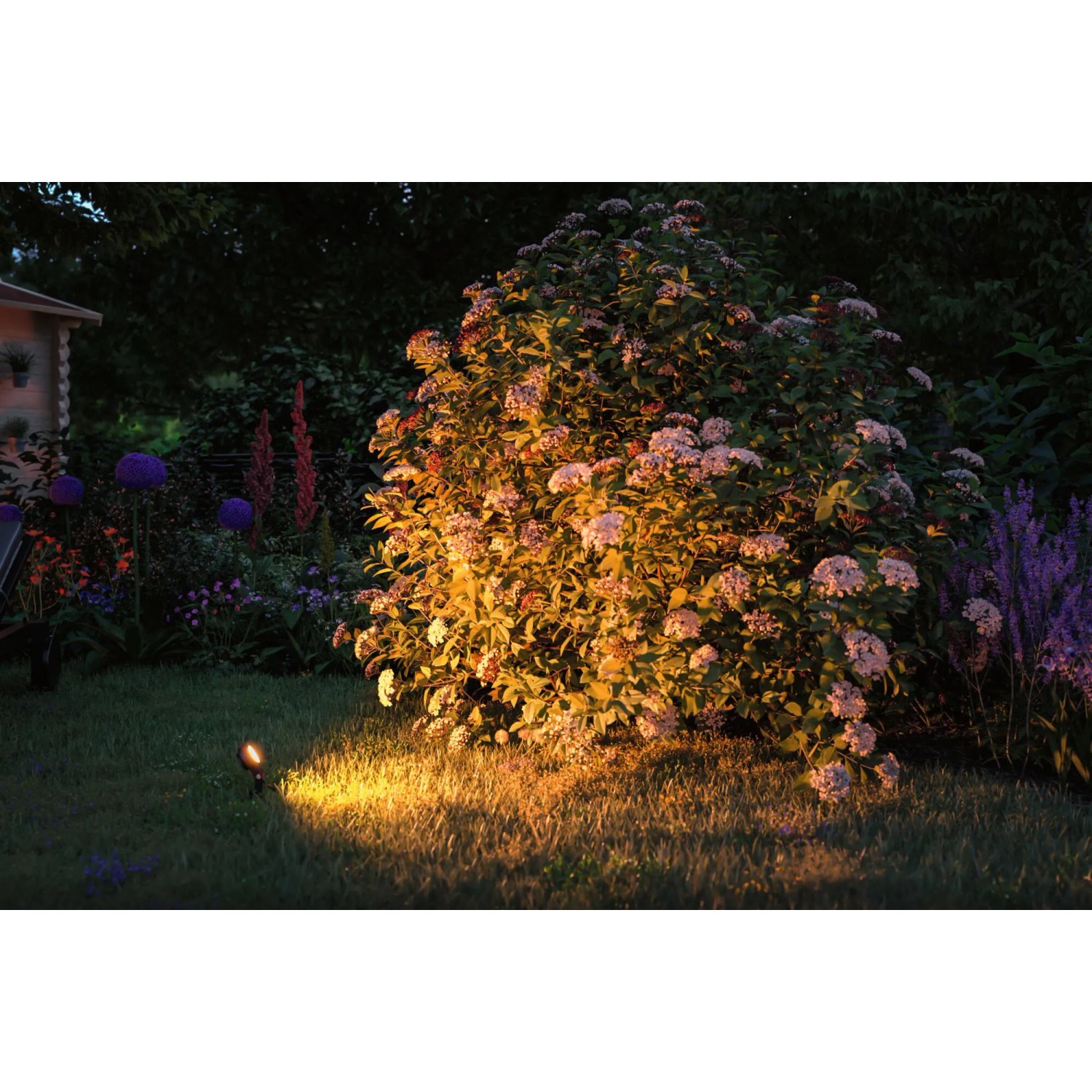Paulmann LED-Gartenstrahler Sting Plug & Shine (3er-Set) beleuchtet Busch in warmem, insektenfreundlichem Licht.