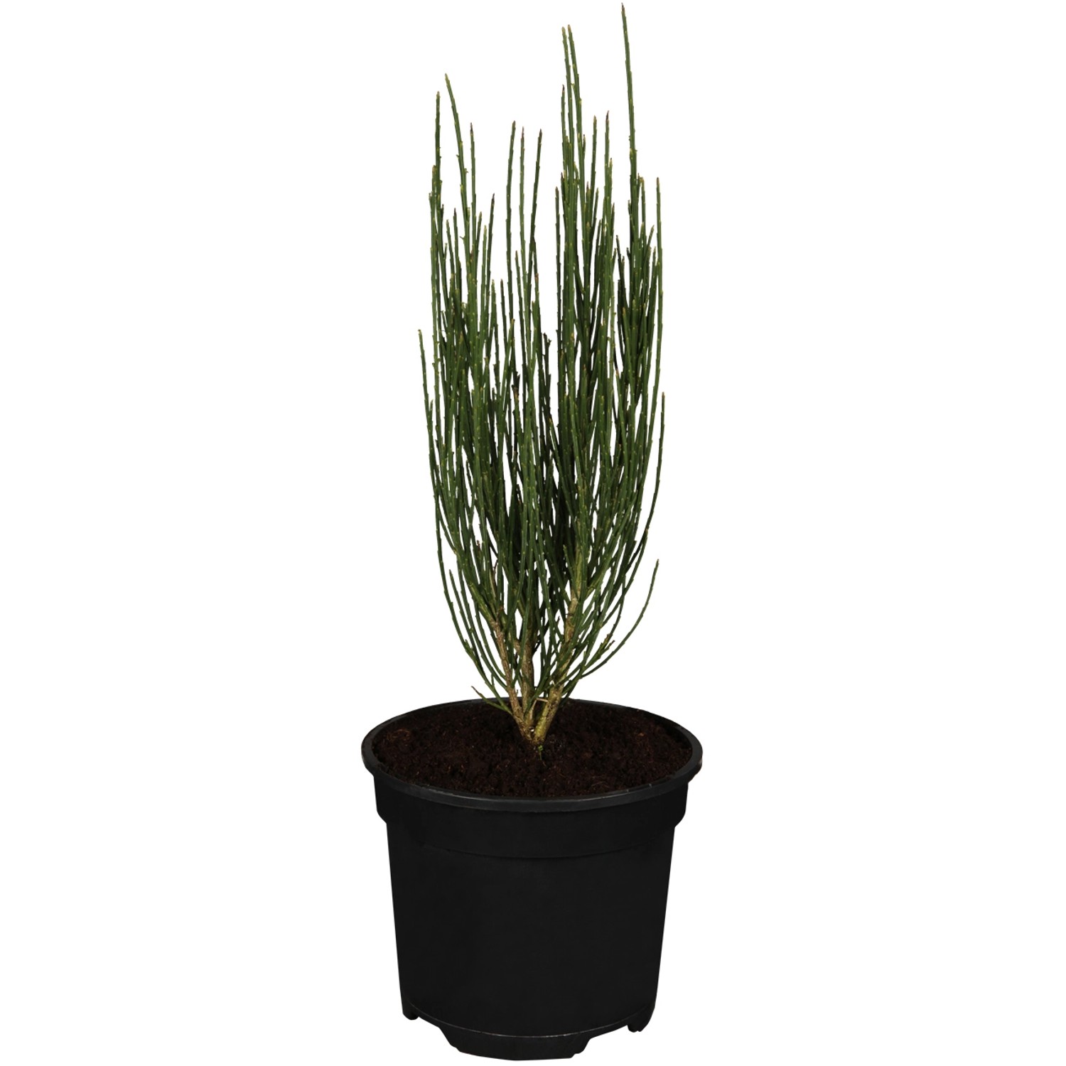 OBI Besenginster Zweifarbig Höhe 20-30 cm Topf ca. 1,5,  Citysus