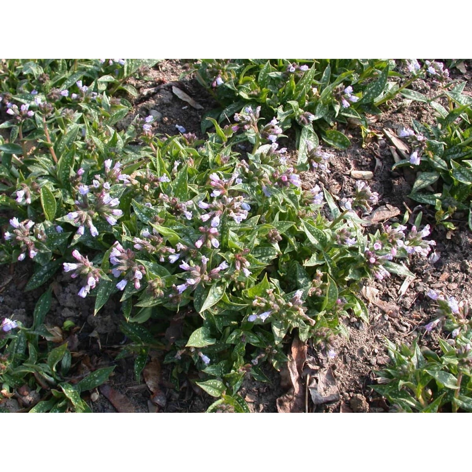 Pulmonaria Longifolia Roy Davidson Schmalblättriges Lungenkraut Ca. 9x9 cm günstig online kaufen