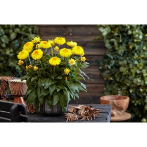 Gelb blühendes Xerochrysum im Topf, auch bekannt als Papierblume, für sonnige Standorte.