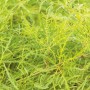 Grüner OBI Schlitzahorn 'Dissectum Viridis' im Topf mit filigranem Laub.