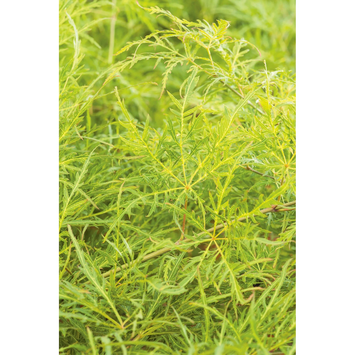 Grüner OBI Schlitzahorn 'Dissectum Viridis' im Topf mit filigranem Laub.