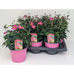 Anemone 'Fantasy' im Topf, rosa Blüten, bienenfreundliche Staude.