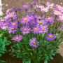 Violette Sommeraster Berggarten im Topf, eine blühende Staude mit gelber Mitte.