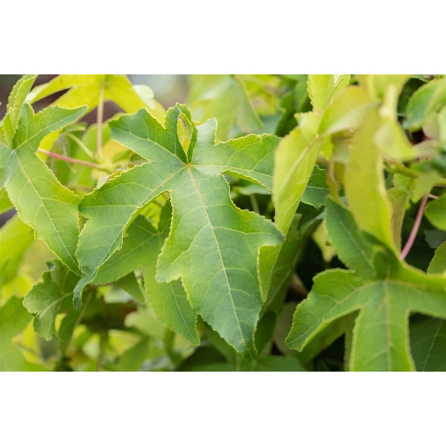 Liquidambar Styraciflua Autumn Color Globe Amberbaum 80–100 cm günstig online kaufen