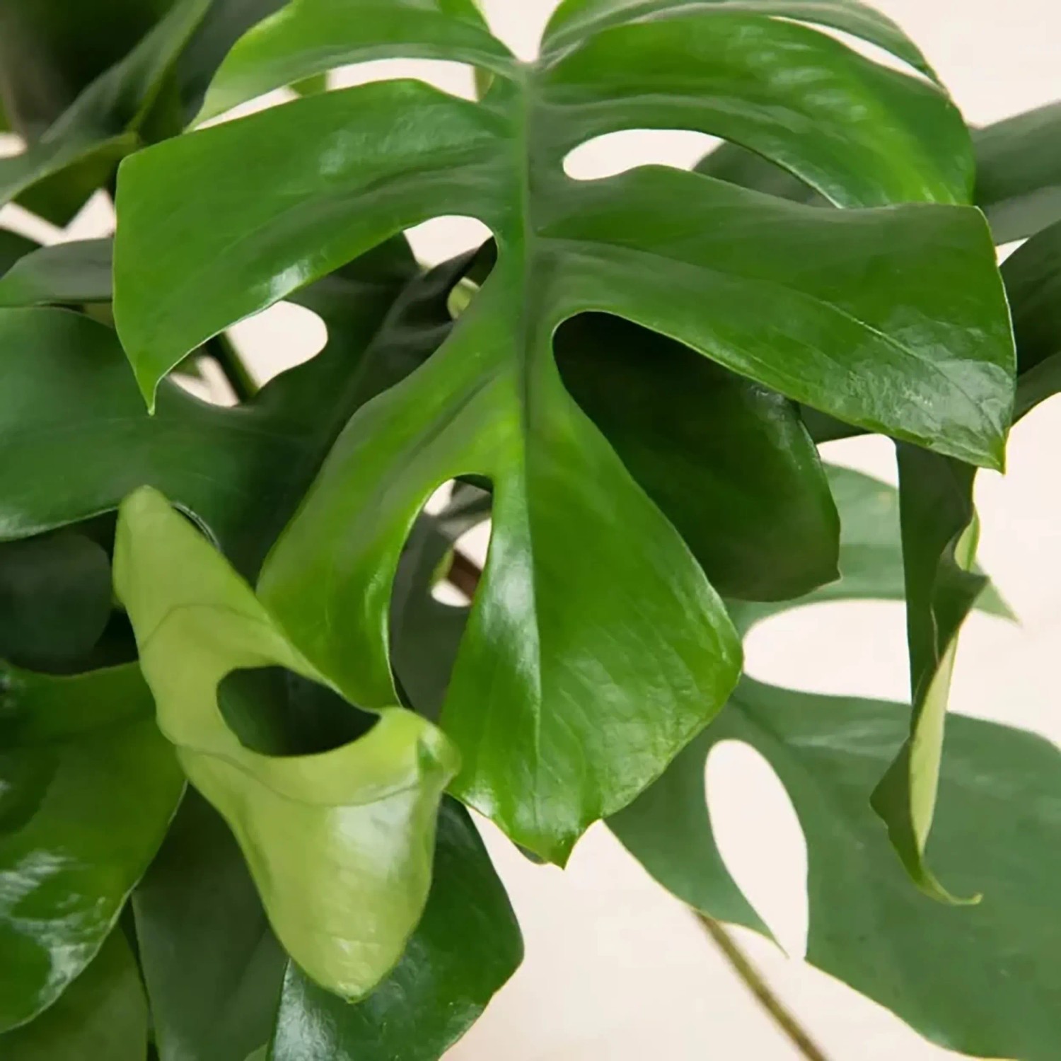 monstera deliciosa planta Monstera Deliciosa main image 1
