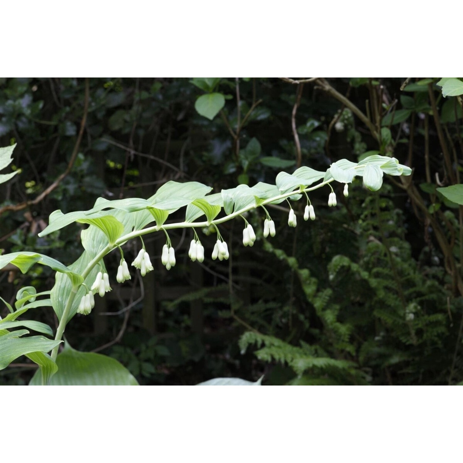 Polygonatum Odoratum Salomonssiegel Ca. 9x9 cm Topf günstig online kaufen