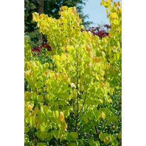 Cercis Canadensis Rising Sun Judasbaum mit gelb-orangen Blättern, 125–150 cm hoch.