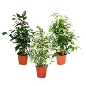 Exotenherz Ficus Benjamini 3er Set im 12cm Topf: 3 verschiedene Birkenfeigen (Danielle, Anastasia, Twighlight).