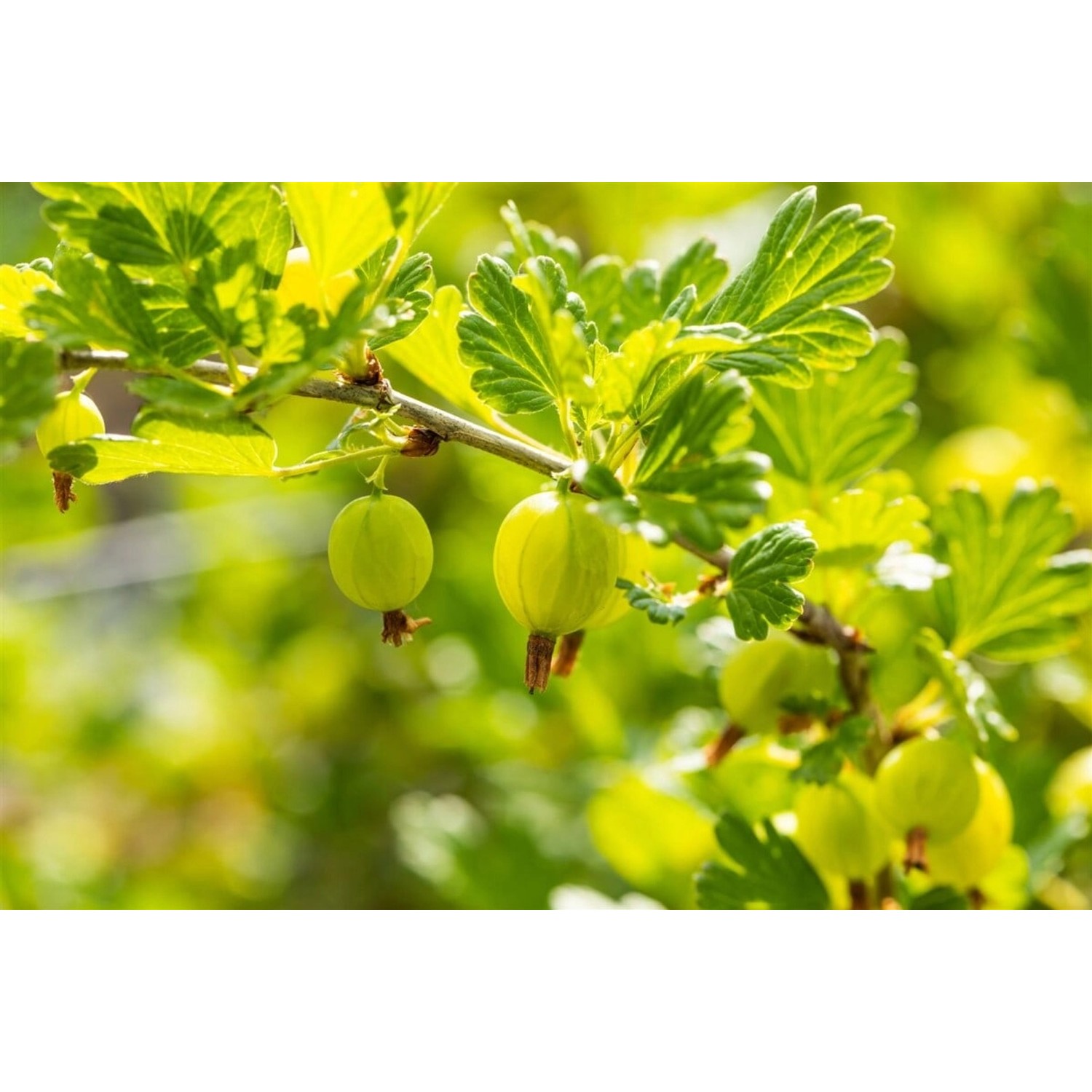 Ribes Uva-Crispa Hinnonmäki Grün Stachelbeere Grün 60 Cm Stammhöhe günstig online kaufen