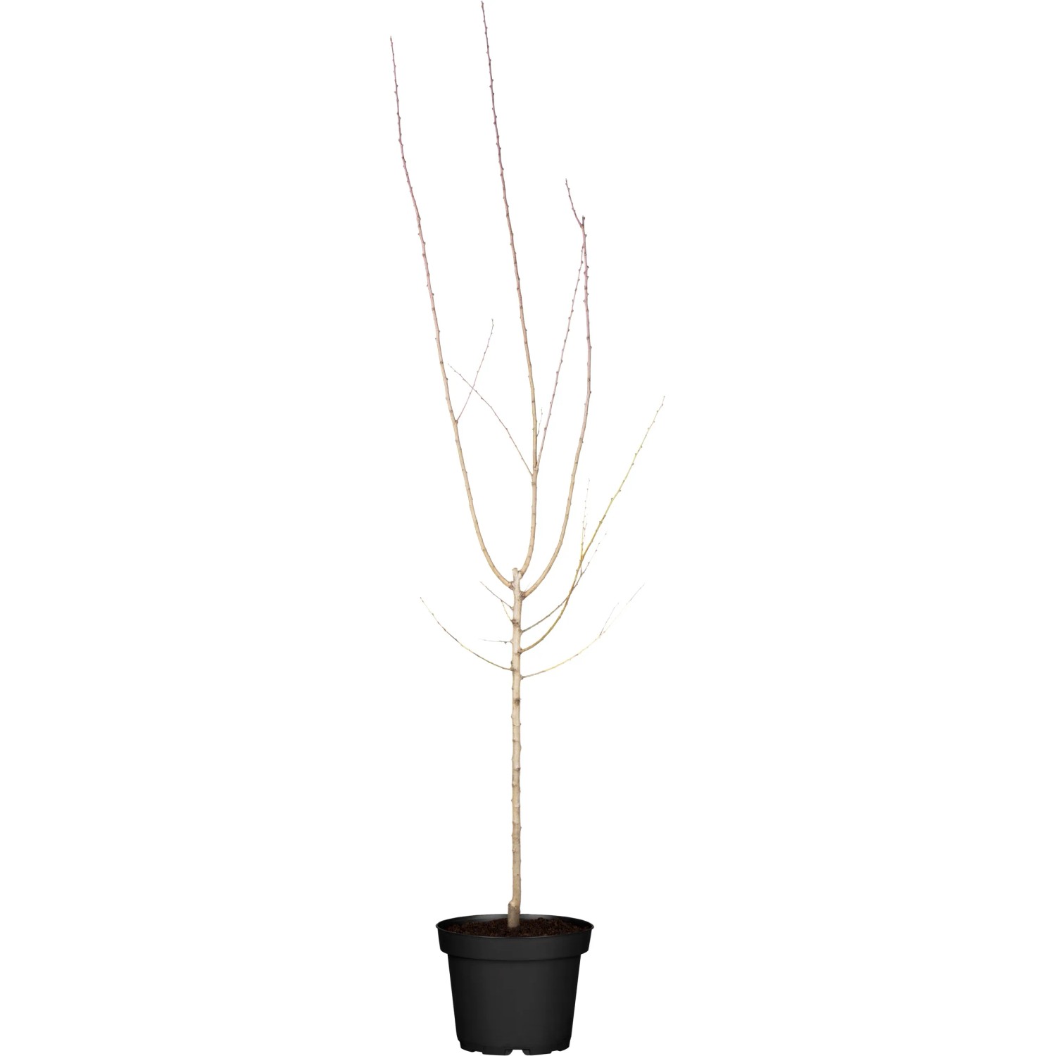 OBI Zwergaprikose Stämmchen Höhe ca. 60 - 80 cm Topf ca. 7,5 l Prunus armeniaca