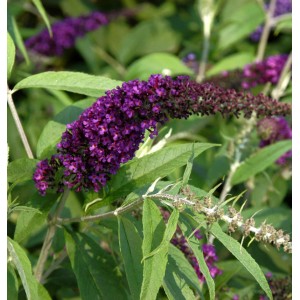 Sommerflieder Black Knight mit dunkelvioletten Blüten und grünen Blättern.
