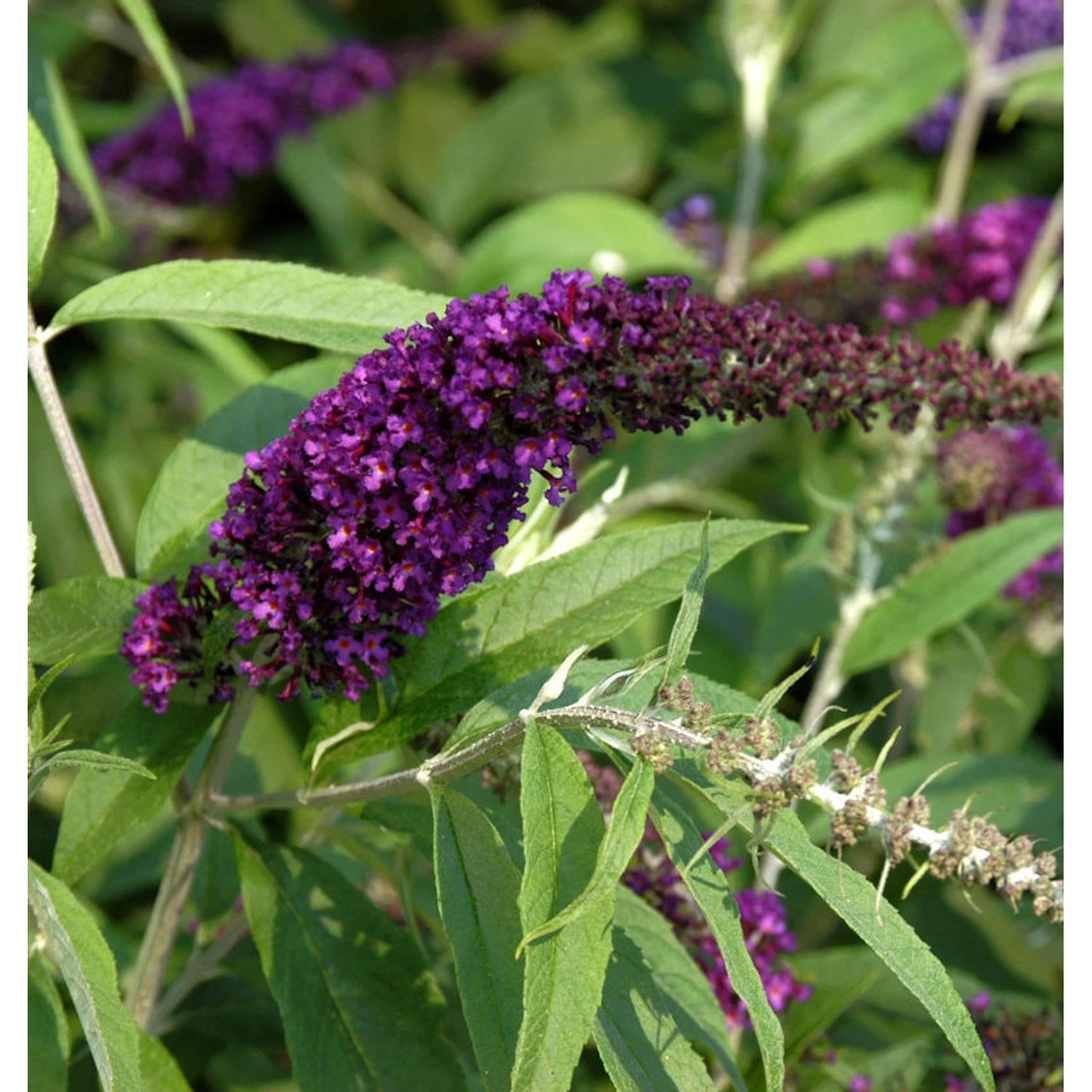 Sommerflieder Black Knight 100-125cm - Buddleja günstig online kaufen