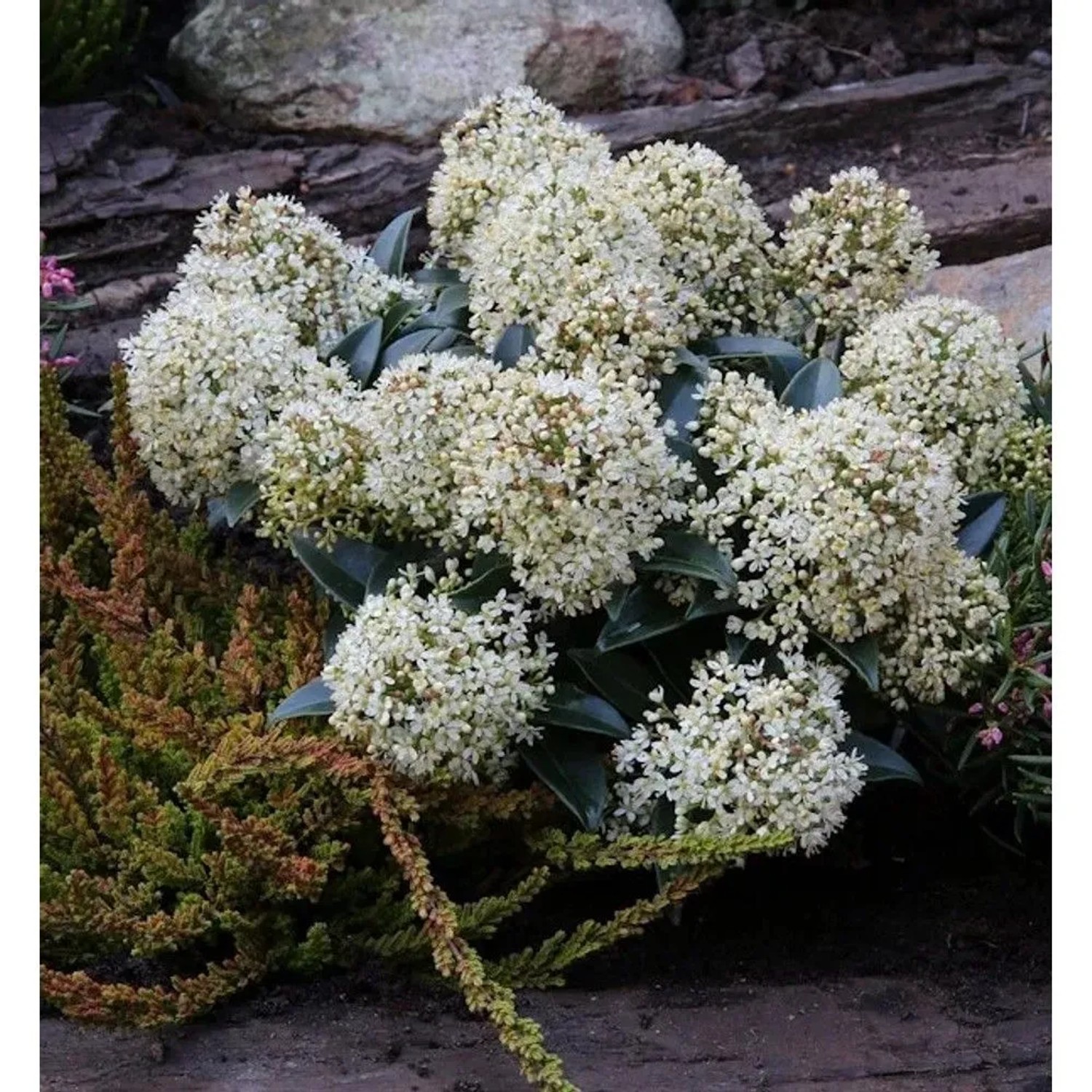 Japanische Skimmie Foremann 60-70cm - Skimmia japonica