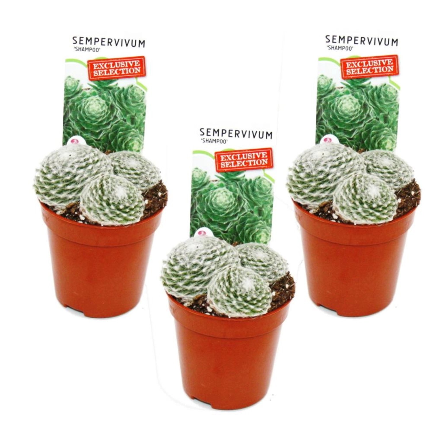 Exotenherz Exklusiver Hauswurz Sempervivum Ausgefallene Sammlersorte Shampoo Rarität je 3 Pflanzen im 5,5cm Topf
