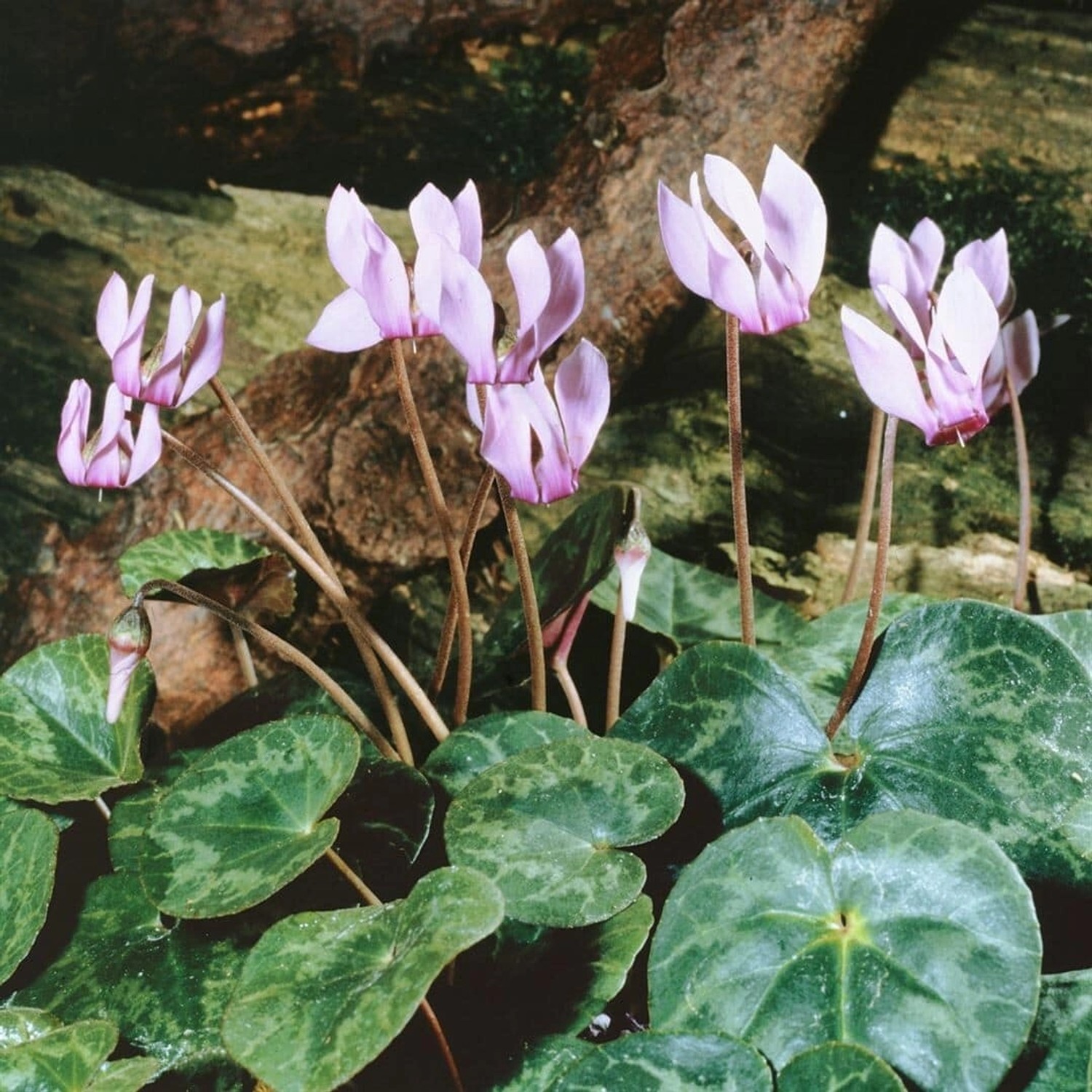 Cyclamen Purpurascens Europäisches Alpenveilchen Ca. 9x9 cm Topf günstig online kaufen
