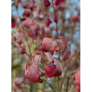 Baumfink Roter Hartriegel mit roten Blättern im Herbst als Topfpflanze.