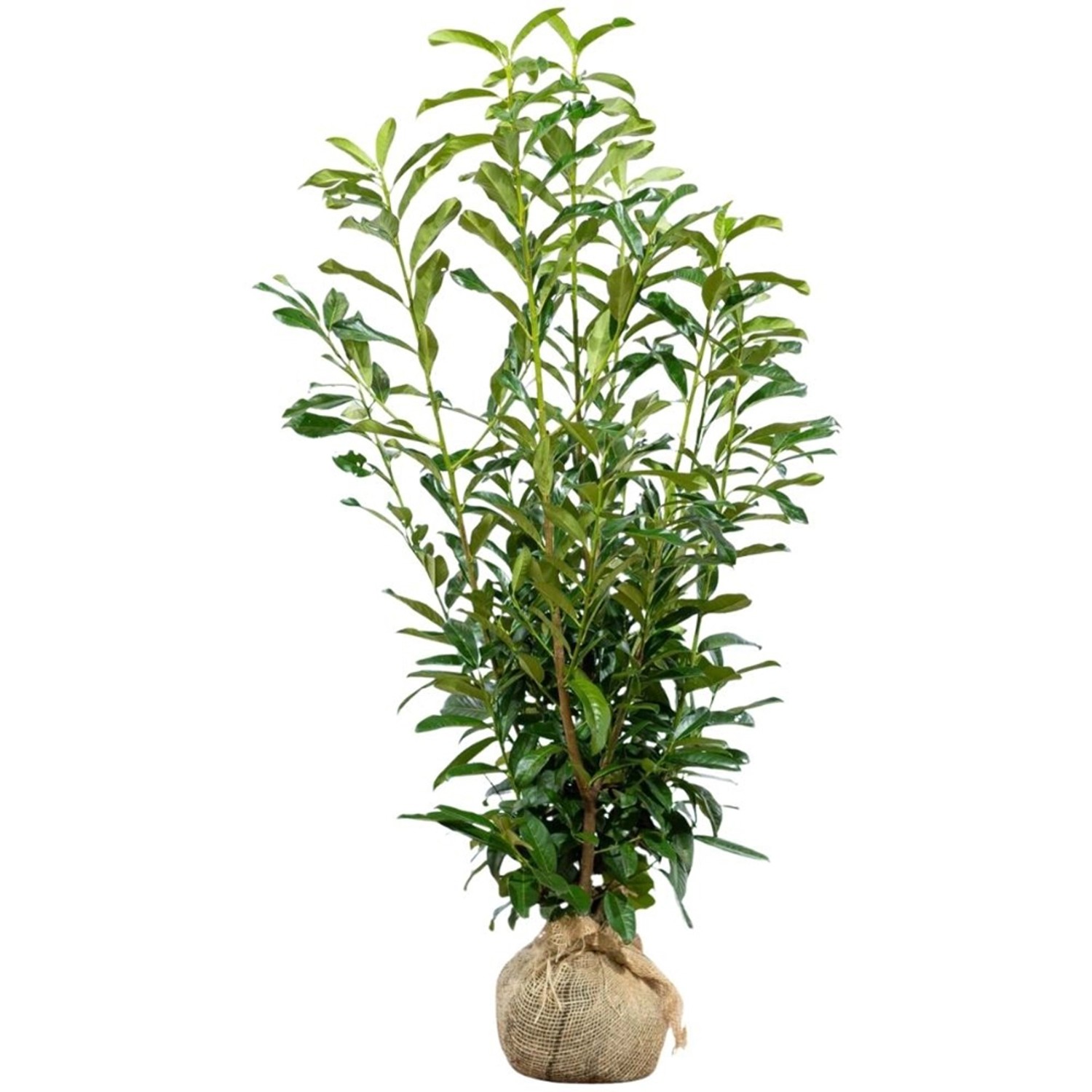 Kirschlorbeer Genolia Set à 30 Stück Höhe ca. 100 - 125 cm Prunus,aurocerasus