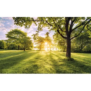 Komar Fototapete Vlies Golden Moment: Landschaft mit Bäumen und goldenem Sonnenlicht.