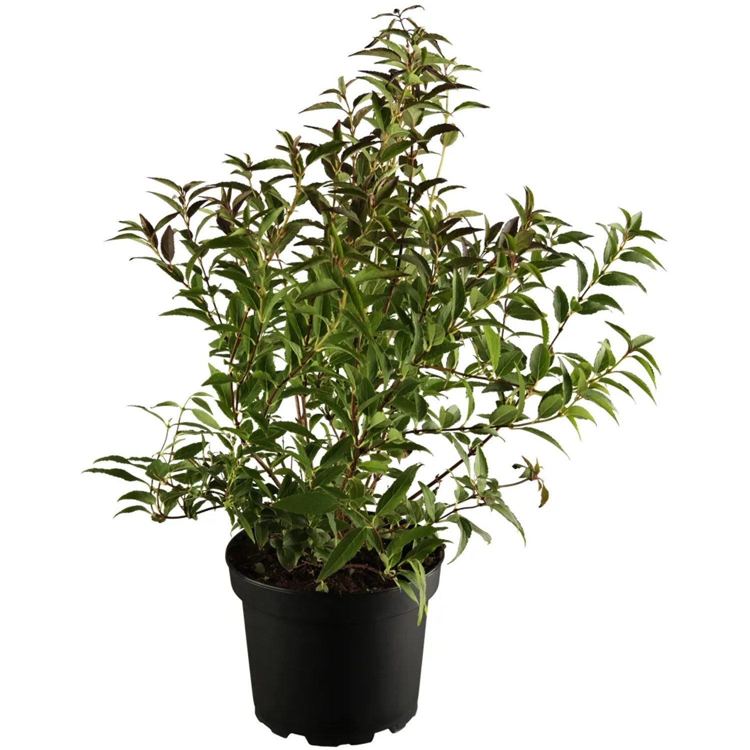 Deutzie "Yuki Cherry Blossom" Rosa-Weiß Höhe ca. 20 - 30 cm Topf ca. 3 l Deutzia