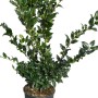 Japanischer Liguster Texanum im Topf, ca. 60-80 cm hoch, immergrünes Laubgehölz für Hecken.