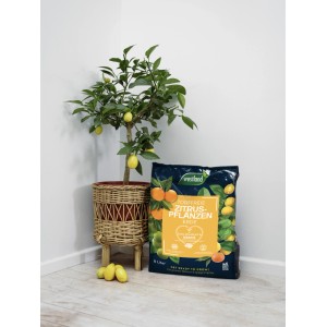 Westland Zitruspflanzenerde Torffrei mit Seramis 8 l