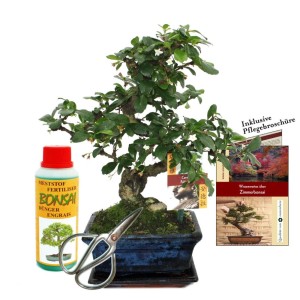 Exotenherz Geschenkset: Bonsai Carmona (Fukientee), ca. 6 Jahre alt, mit Zubehör wie Schere und Dünger.