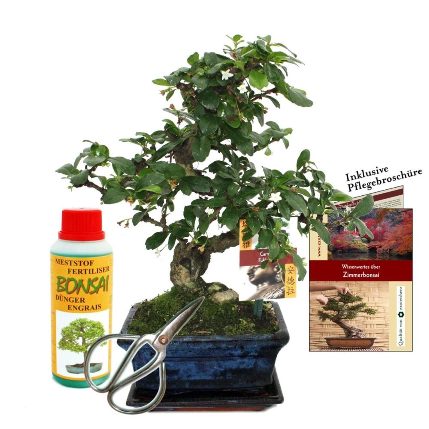 Exotenherz Geschenkset Bonsai Carmona Fukientee ca. 6 Jahre Alt Anfänger-Set