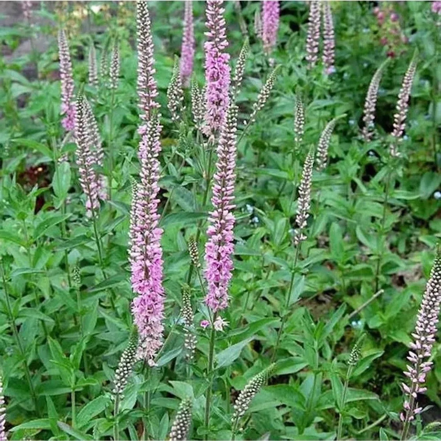 Hoher Wiesenehrenpreis Pink Damask - Veronica,ongifolia