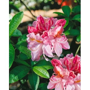 Blühender Rhododendron Luteum Cecile mit rosa-gelben Blüten und grünen Blättern.
