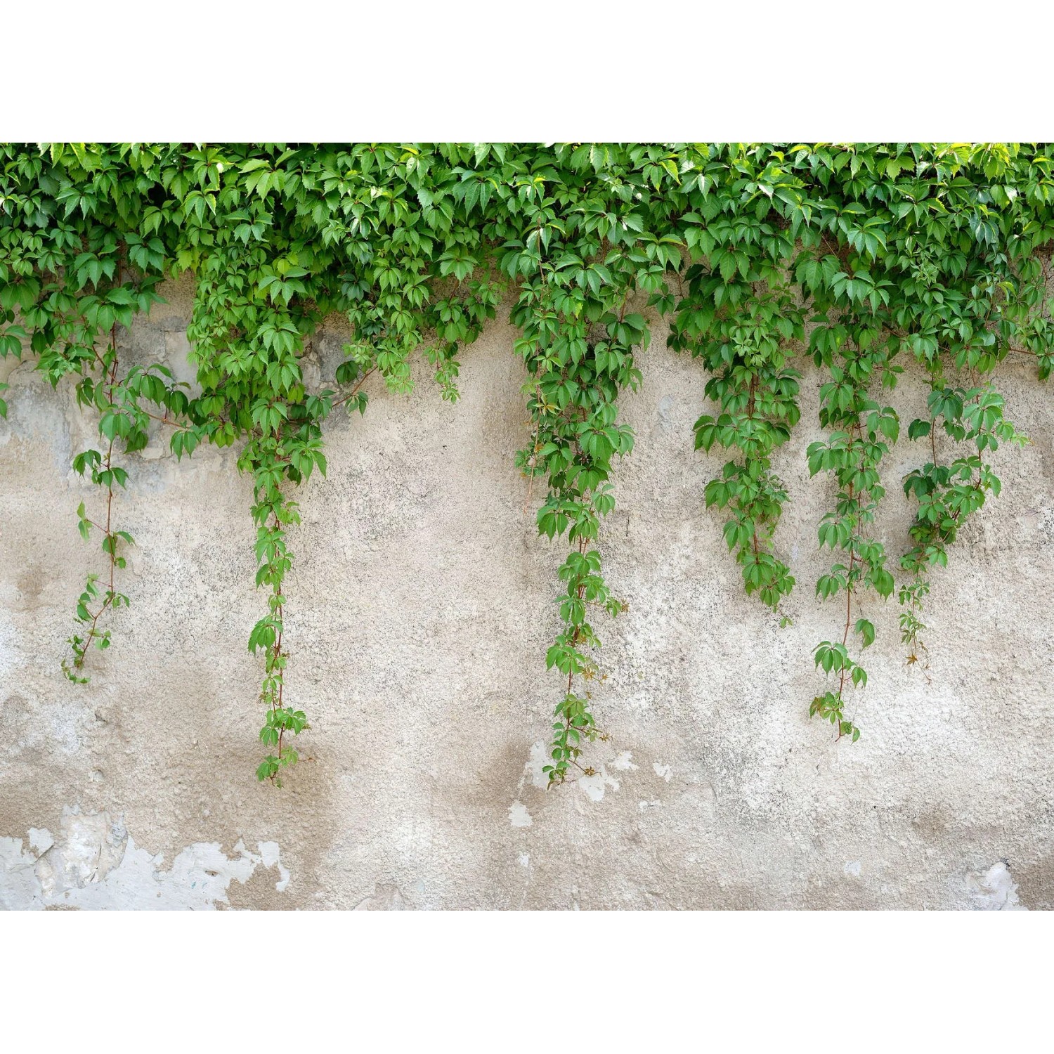 living walls Fototapete Designwalls Climbing Leaves, glatt, (5 St)