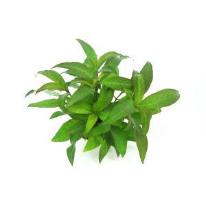 Dennerle Hygrophila Corymbosa Stricta Aquariumpflanze, grüne Wasserpflanze für Aquarium.