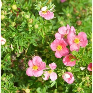 10 Fünffingerstrauch Bellissima (Potentilla fruticosa) mit rosa Blüten und grünen Blättern.