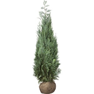 Scheinzypresse Columnaris im Ballen, ca. 100-120 cm hoch, ideal für Hecken.