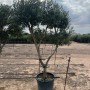 Kugelförmiger, 220 cm hoher Olivenbaum (Olea Europaea) im Topf, ca. 20 Jahre alt.