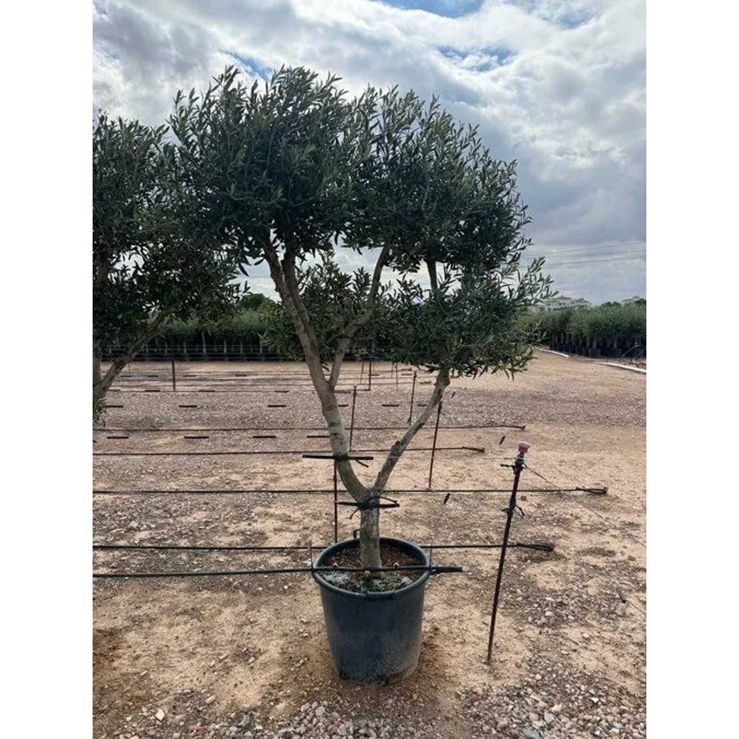 Kugelförmiger, 220 cm hoher Olivenbaum (Olea Europaea) im Topf, ca. 20 Jahre alt.