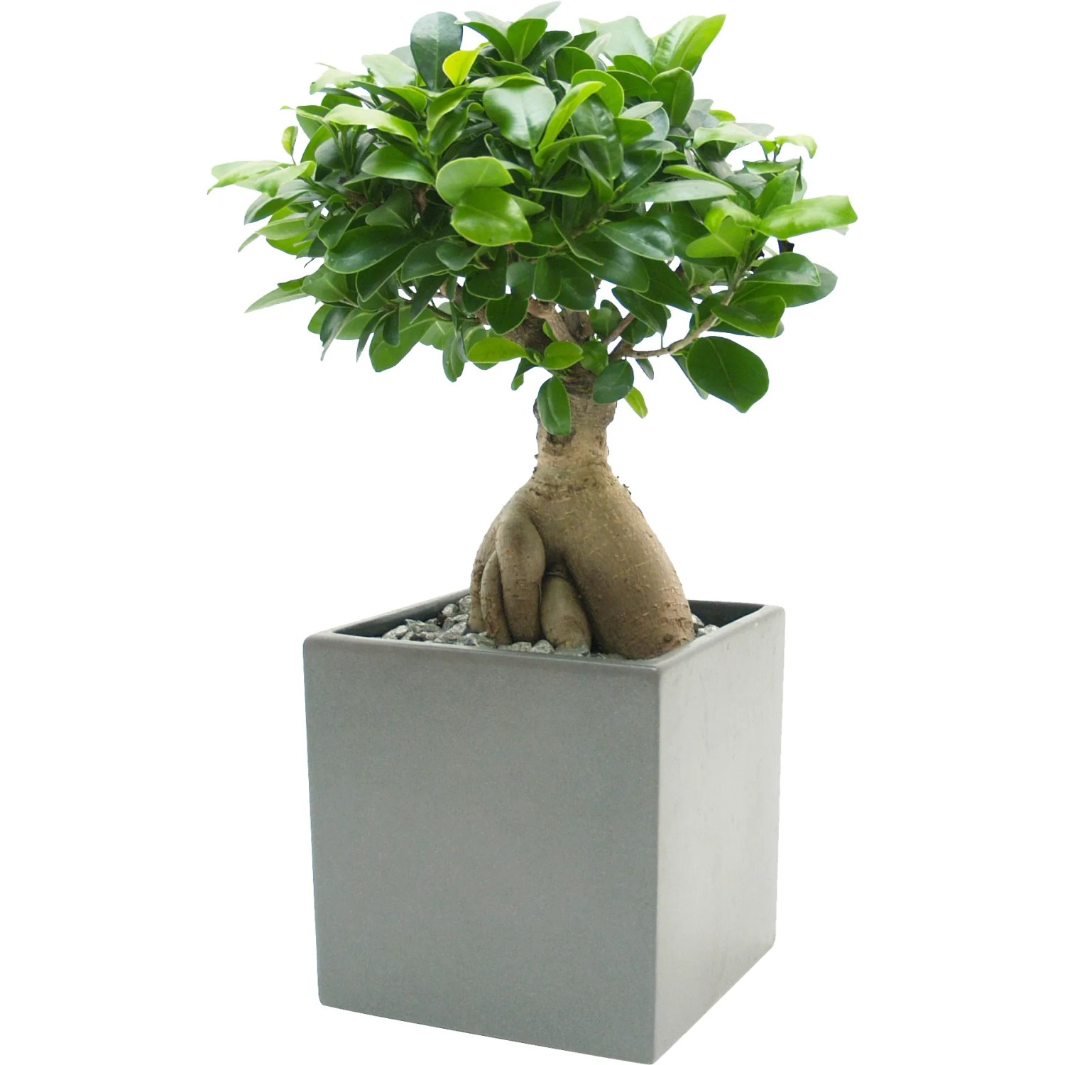 Bonsai in Keramik-Gefäß Topf-Ø ca. 13 cm Ficus