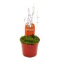 Fleischfressende Pflanze Wasserschlauch Utricularia Blanchettii im 9cm Topf mit zarten, hellen Blüten.