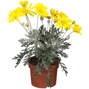 Graublättrige Euryops im Topf, gelbe Blüten, graugrünes Laub. GROW by OBI Stehpflanze.